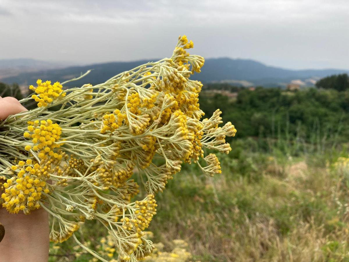 Piccola Casa Toscana Con Giardino Con Vista Mozzafiato Podere Cordicella Dış mekan fotoğraf